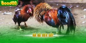 Đá gà cựa sắt